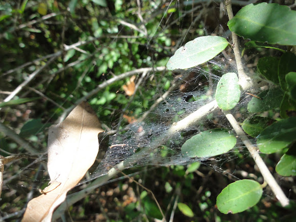 Spotting Image 1