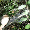 spider web