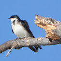 Tree Swallow