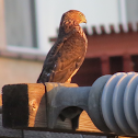 Sharp-shinned Hawk