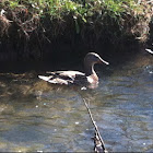 Mallard (female)