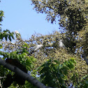 Pied Imperial-Pigeon