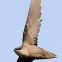 Chimney Swift