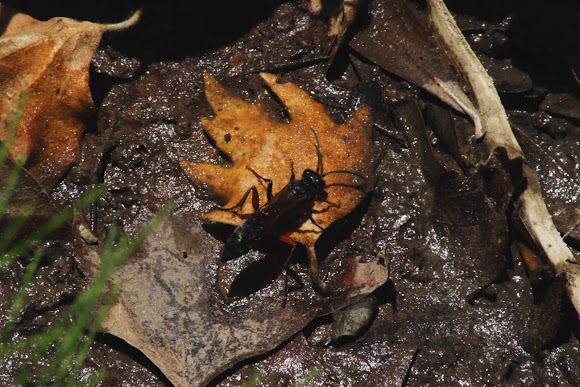 Spotting Image 1
