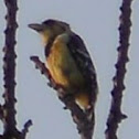 Crested barbet