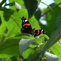 Red admiral butterfly