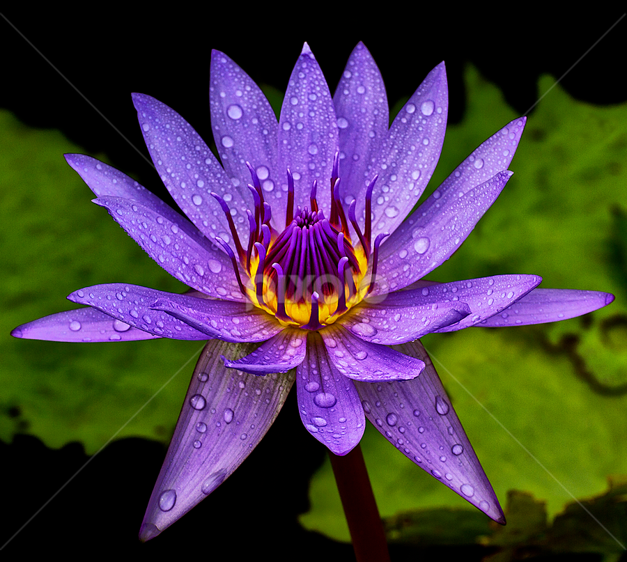 Fresh Bloom by Charliemagne Unggay - Nature Up Close Flowers ( lily, nature, close up, flower, natural background )