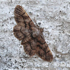 Geometrid Moth