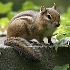 Chipmunk