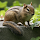 Chipmunk