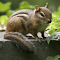 Chipmunk