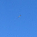 Gull,Seagull