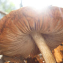 Pluteus spp.?