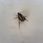 Flea Beetle