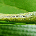 Epimecis hortaria