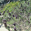 French lavender