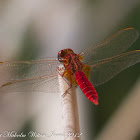 Broad Scarlet Dragonfly