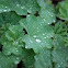 Lady's Mantle