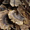 Turkeytail