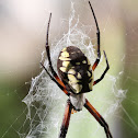 Corn Spider