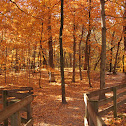 Sugar Maple Trees