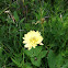 Texas False Dandelion