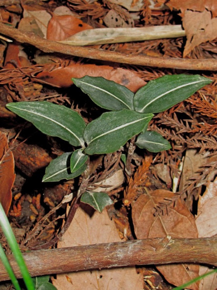 Spotting Image 1