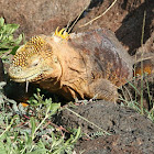 Galapagos land iguana