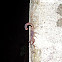 Central American Bark Scorpion