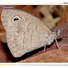 Common Five Ring Dry Season Form