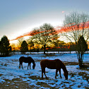 Horses