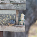 Red breasted Nuthatch