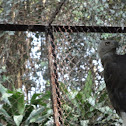 javan hawk