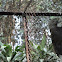 javan hawk