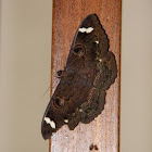 Moth