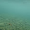 Blackbelly Tigerfish