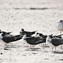 Black Skimmers