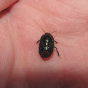 Burrowing Bug