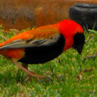 Southern Red Bishop