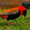Southern Red Bishop