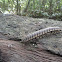 Orthomorpha communis