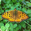 High brown fritillary