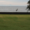 Great Blue Heron