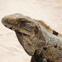 Mexican Spiny-tailed Iguana II
