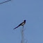 Black-billed Magpie
