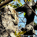 Indian Palm Squirrel