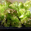 Lettuce