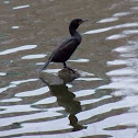 Double-crested cormorant