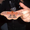 Polyphemus Moth