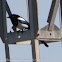 Magpie; Uracca